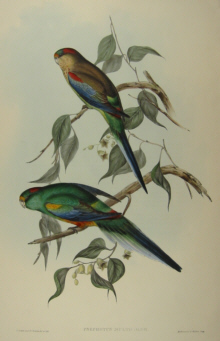 John Gould's Birds of Australia